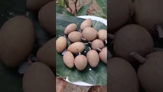 Sapota fruit fruit harvesting nature short video viralvideo peace [upl. by Ashmead]