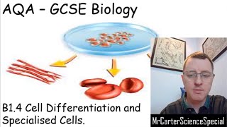 B14  Cell Differentiation  AQA Biology GCSE 91 [upl. by El]