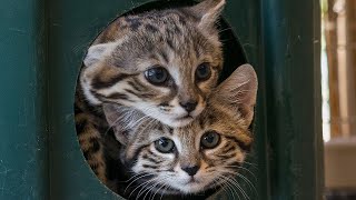 Assertive black footed cat kittens [upl. by Nairot934]