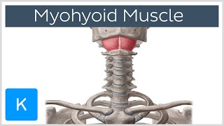 Mylohyoid Muscle  Attachments amp Function  Human Anatomy  Kenhub [upl. by Aibos]