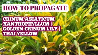 HOW TO PROPAGATE CRINUM ASIATICUM XANTHOPHYLLUM  GOLDEN CRINUM LILY  THAI YELLOW [upl. by Meehaf98]