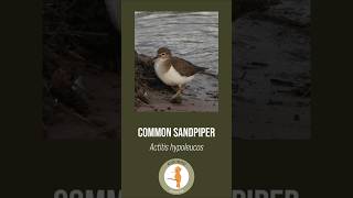 The differences between the Common and Green Sandpiper [upl. by Lemkul]