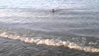 Miniature Poodle Swimming amp Fetching in Lake Ontario [upl. by Rehportsirhc]