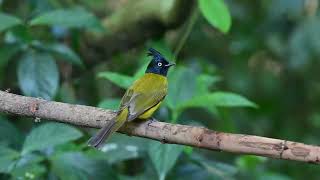 My neighbour Black crested Bulbul mywildlife nature buxabird [upl. by Palmer136]