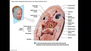 Brockmann Chapter 24 Respiratory System Part 1 [upl. by Dyann188]