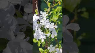 Gorgeous blossoms of my Plumbago auriculataCape LeadwortKrishna chitrakPlumbago blue gmshorts [upl. by Cleopatre]