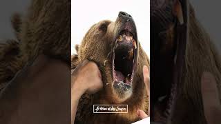 Man punches grizzly bear loses jaw  Bear attack shorts wildspaces grizzlyattack [upl. by Marciano897]