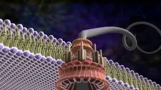 Amazing Flagellum  Michael Behe and the Revolution of Intelligent Design [upl. by Hollister]