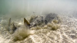 Barehanded Shark Fishing Australia [upl. by Mackintosh]