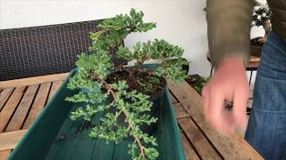 How to Create a Juniper bonsai for cheap Absolute best conifer bonsai for cascade style [upl. by Coffey]