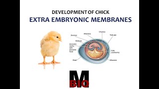 EXTRA EMBRYONIC MEMBRANES IN CHICK [upl. by Buyse]