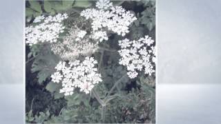 Борщевик сибирский Heracleum sibiricum [upl. by Aryn674]