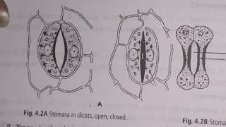 structure of stomata in dicot and monocot seed [upl. by Izawa]