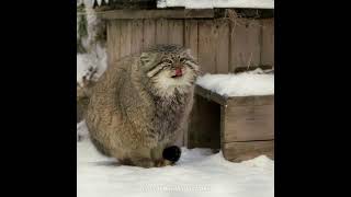 Pallas cat quotthermal yawningquot during a cold snap in Novosibirsk City [upl. by Sema]