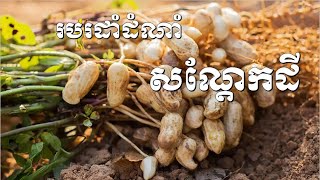 Arachis Growing Technique របរដាំដំណាំសណ្តែកដី [upl. by Eessac239]