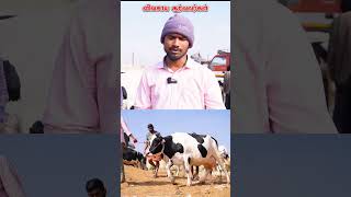 i start HF cow farm vivasayaarvalargal cows vivasayi shortvideo shortsvideo short shorts [upl. by Redle]