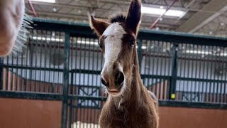 Meet the newest member of the Budweiser Clydesdales family [upl. by Hteik259]