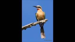 White fronted Bee eater call [upl. by Ebbarta856]