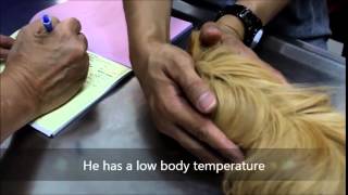 Video Final A Guinea Pig has a bloated stomach [upl. by Notnyw]