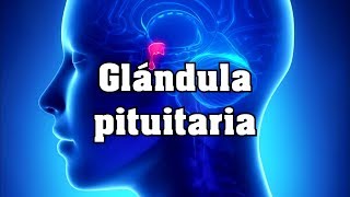 Glándula pituitaria [upl. by Ingemar]