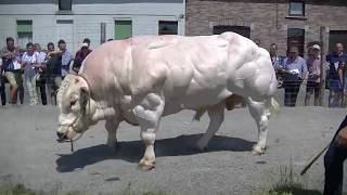 Biggest Bull Ive Ever Seen [upl. by Oap]