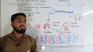 Menstrual cycle class 10 ssc Maharashtra board [upl. by Oivatco109]