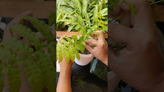 Autumn Fern Plant Repoting ytshorts youtubeshorts gardening trending [upl. by Renelle500]