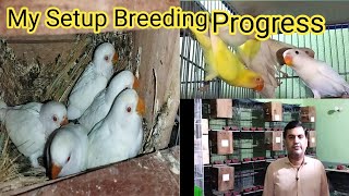 My Lovebird Breeding Progress Masha Allah Zaroor Kahen By Sohail Ahmed TV [upl. by Notyap213]