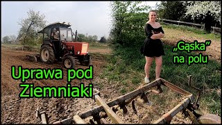 Uprawa pod Ziemniaki  quotGąskaquot na polu  Kultywator  Władimirec T25  2024 [upl. by Liponis233]