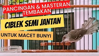 CIBLEK SEMI JANTAN GACOR PANCINGAN amp MASTERAN MACET BUNYI ciblek masteranburung [upl. by Norag117]