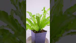 Birds Nest Fern  Plant Spotlight 2 [upl. by Salomie]