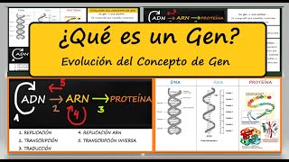 ¿Qué es un GEN DEFINICIÓN Evolución del Concepto de Gen Genética Molecular BIOLOGÍA MOLECULAR [upl. by Aihsinat]