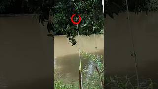 PERHATIKAN MANCING MANIA SUNGAI LIAR [upl. by Oetomit]