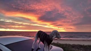 Bedlington terrier Harry [upl. by Neelhtac]