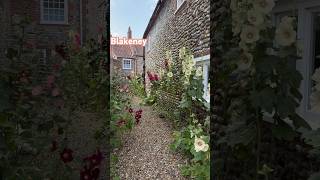 Blakeney Lokes In Summer Lined With Hollyhocks blakeney hollyhocks northnorfolk [upl. by Ahsiemal]