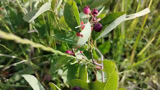 Les FRUITS DÉLICIEUX et SURPRENANTS de lAMELANCHIER Découverte gourmande [upl. by Fillbert818]