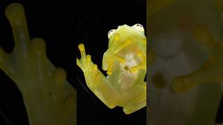 Frogs And Climate Change  Introducing The Glass Frog [upl. by Meghan541]