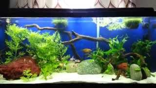 55 gallon planted community old goldfish tank [upl. by Budge]