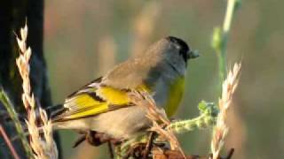 Carduelis Lawrencei [upl. by Hourigan]