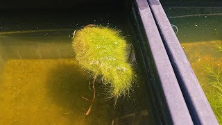 How To CreateCulture Floating Algae For Outdoor Ponds and Fishtubs [upl. by Pizor]