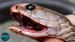 Top 10 Most Dangerous Animals in America [upl. by Atinra10]