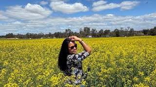 Canola Fields in Full Bloom  York WA 🇦🇺  ShangeeTravels  Spring 2024 [upl. by Jt]