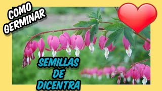 👉👉👉 Como GERMINAR semillas de dicentra spectabilis 💖💖 Germinar semillas de planta corazón sangrante [upl. by Aurelea629]