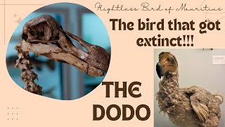 The bird that got extinct dodo bird extinction history  dodo biodiversity loss documentary [upl. by Ycal506]