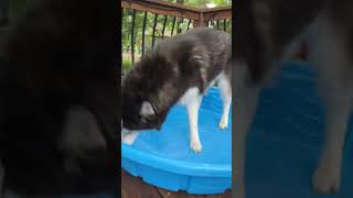 Splishy Splashy Husky cute husky dog dogmom doglover doglife siberianhusky huskydog [upl. by Hilel620]