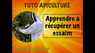 TUTO apiculture  comment récupérer un essaim dabeilles après essaimage wwwavosruchescom [upl. by Sucul368]