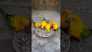 Sun conure beautiful birdssun conureshortsviralvideo [upl. by Modie]