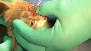 Giant BotFly Worm Removal Inside Kitten Head [upl. by Fital773]