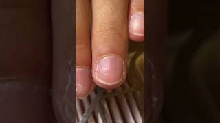 Tuto ongles capsule américaine ongles rongés ongles semi permanent vernis nails art ongle en gel [upl. by Nadroj]