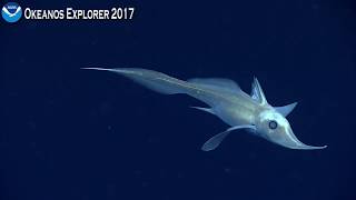 Okeanos Explorer Video Bite Longnose Chimaera Steals the Spotlight [upl. by Sparkie534]